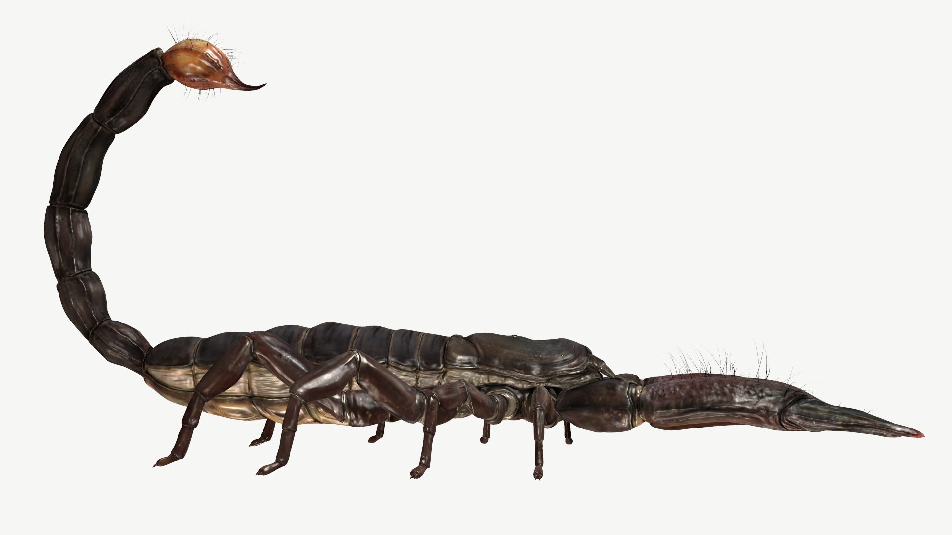obj emperor scorpion https://p.turbosquid.com/ts-thumb/6a/d4NXRf/mN/2/png/1614196807/1920x1080/fit_q87/e533662bdd57b43c59fff81c9acd886e51cb01d8/2.jpg