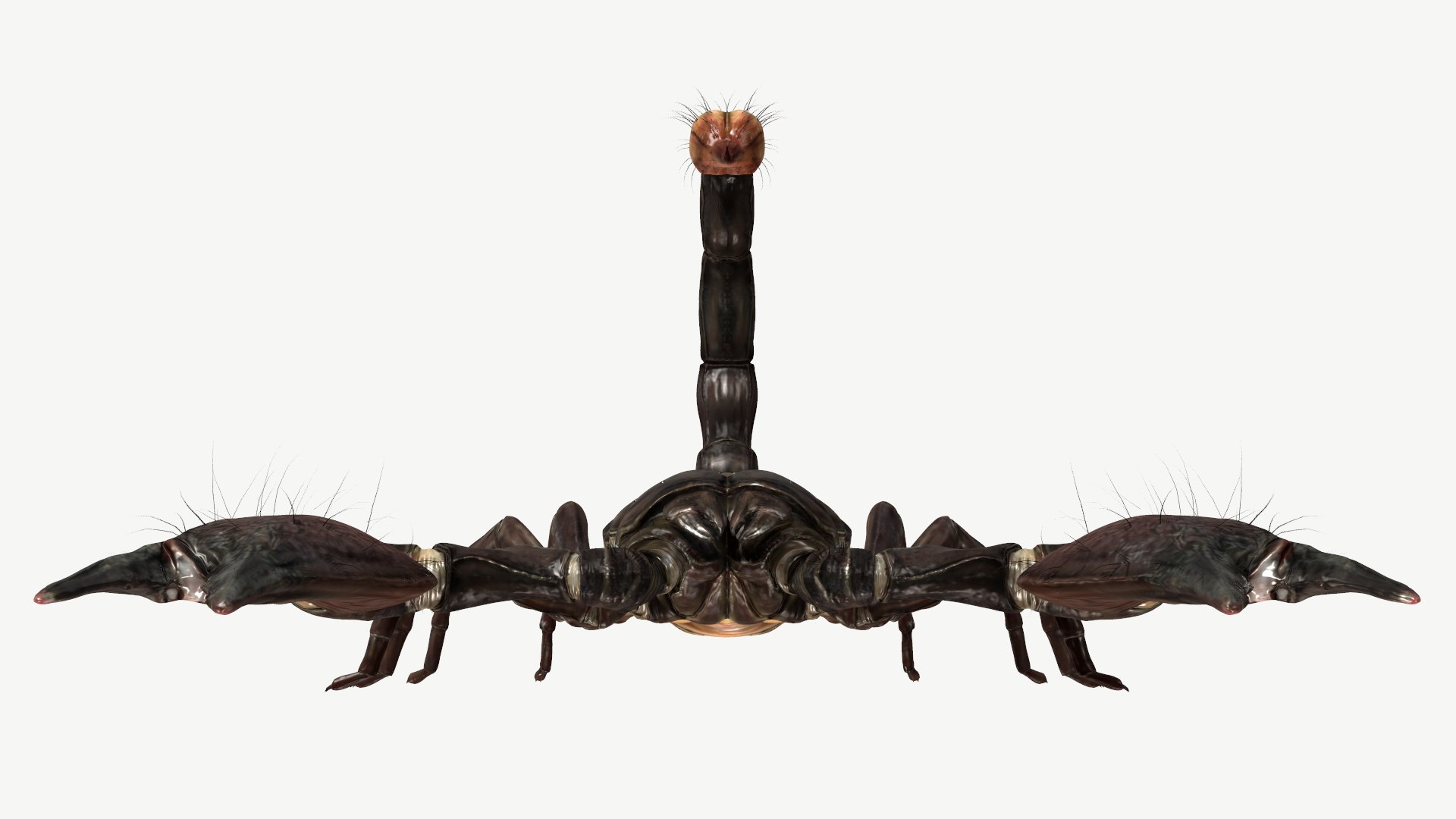 obj emperor scorpion https://p.turbosquid.com/ts-thumb/6a/d4NXRf/p0/5/png/1614196806/1920x1080/fit_q87/582559160d3df6f797597c5c06668b49dad29225/5.jpg