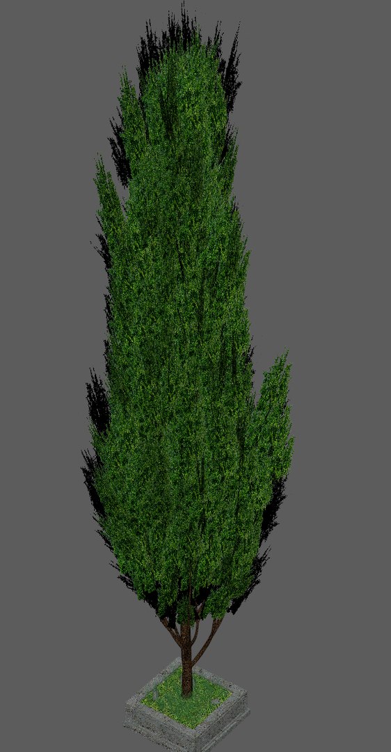 Poplar tree 3D model - TurboSquid 1237919