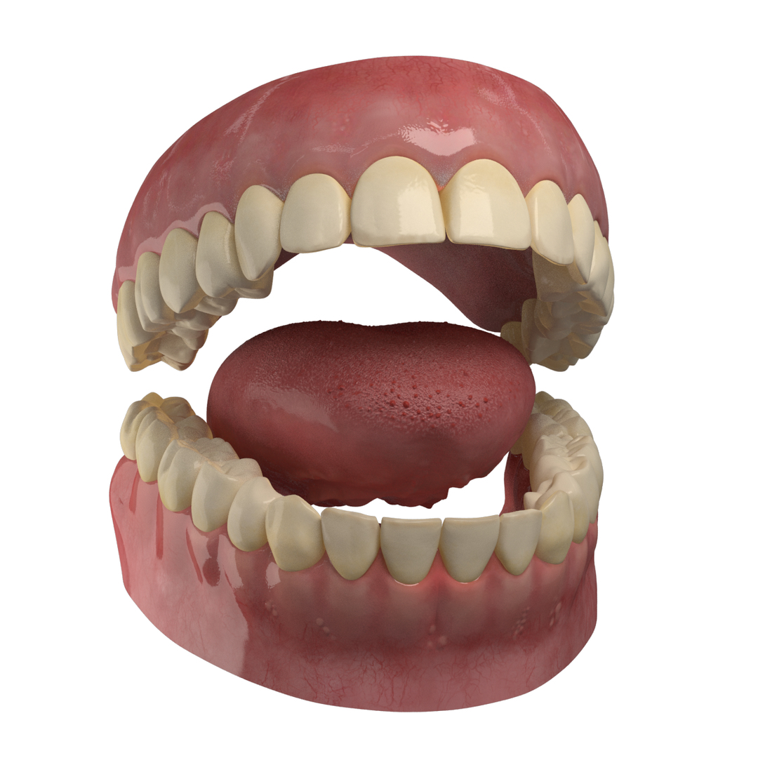 max realistic teeth gums tongue https://p.turbosquid.com/ts-thumb/6a/jLzbxy/RvNhjhnZ/teeth/png/1453619372/1920x1080/turn_fit_q99/e9075dc81792029ac2f7a1d3bd8c6d4a4b047863/teeth-1.jpg