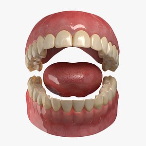 Realistic Mouth Teeth Tongue