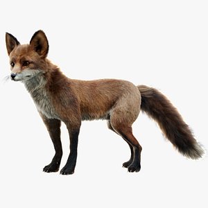 Red Fox Fur Rigged 3D