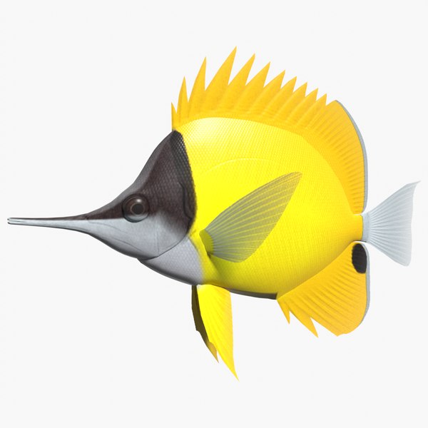 Butterfly Fish glTF Models for Download | TurboSquid