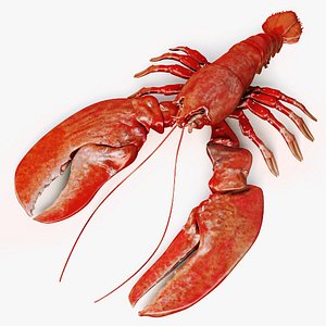 lobster fish crustacean max