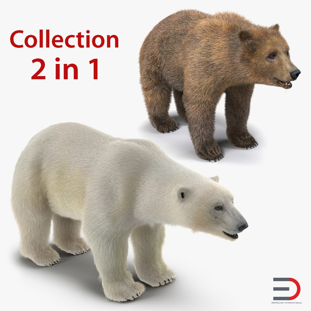 Brown and Polar Bears 3D Models Collection 3D model preview