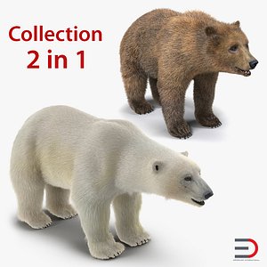 Brown and Polar Bears 3D Models Collection