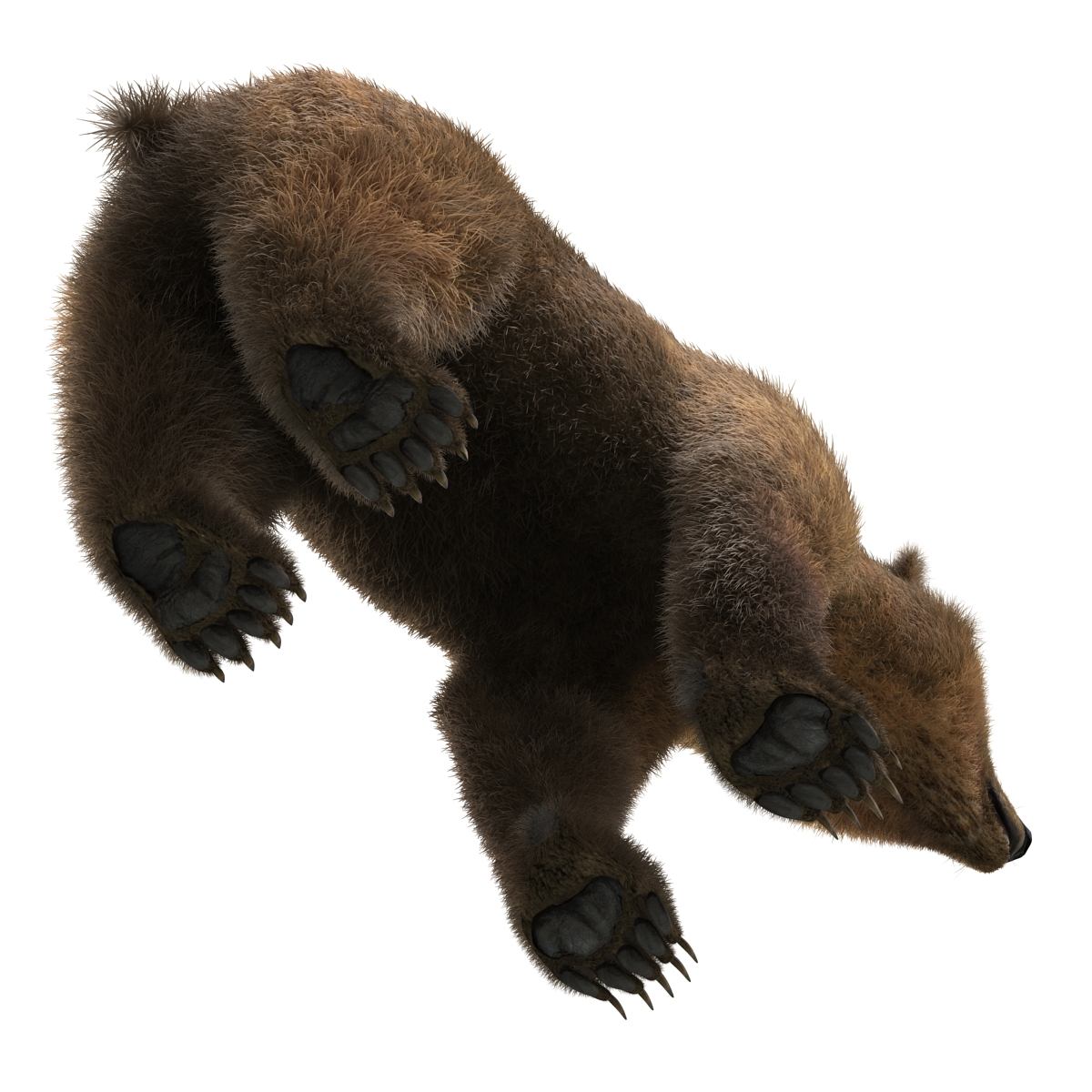 3D brown polar bears - TurboSquid 1196833