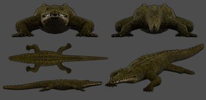 Wombat Low-poly 3D Model - TurboSquid 1463113