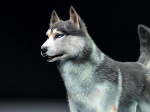 Husky Dog Hair Fur Rigged