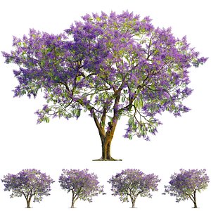 Jacaranda mimosifolia - Blue jacaranda 02 model