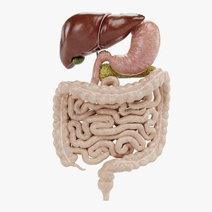 3D Digestive System model