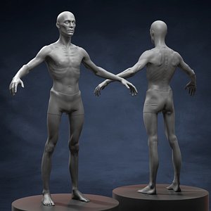 Schimpansen T-Pose Light Fur 3D-Modell - TurboSquid 1441049