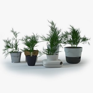 dill pot plant 3d model