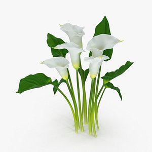 Calla Lilies