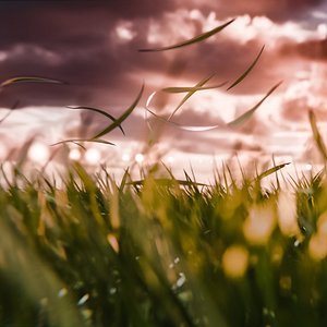 Animated Moving Swaying and Blown Away Grass in The Wind