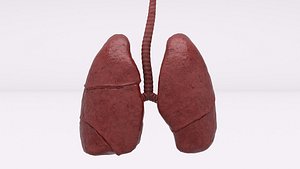 3D Human Respiratory model