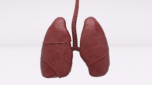 Human Respiratory