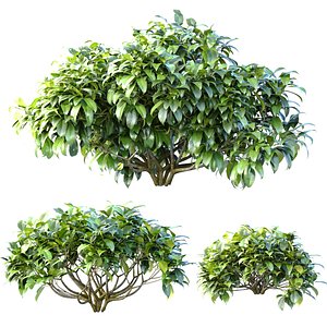 Outdoor garden plants shrubs bush tree 3D
