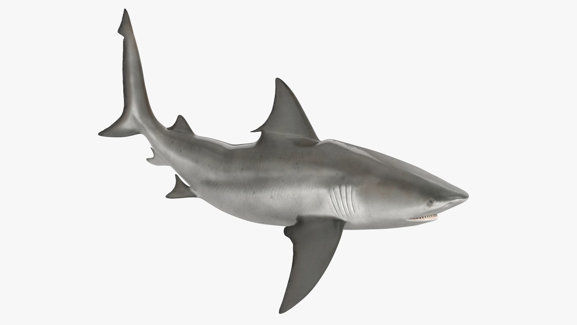 3D model Realistic Bull Shark Rigged https://p.turbosquid.com/ts-thumb/6c/KvQ1DR/I7/realisticbullsharkrigged3dmodel013/jpg/1723103512/1920x1080/fit_q87/0b8a2a8d90004085c397343936c211fe2fa4e883/realisticbullsharkrigged3dmodel013.jpg