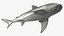 Realistic Bull Shark Rigged