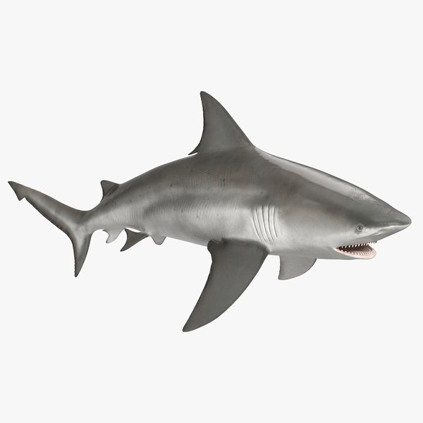 3D model Realistic Bull Shark Rigged