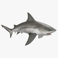 Realistic Bull Shark Rigged