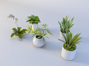Succulent in pot 4 Low-poly 3D model