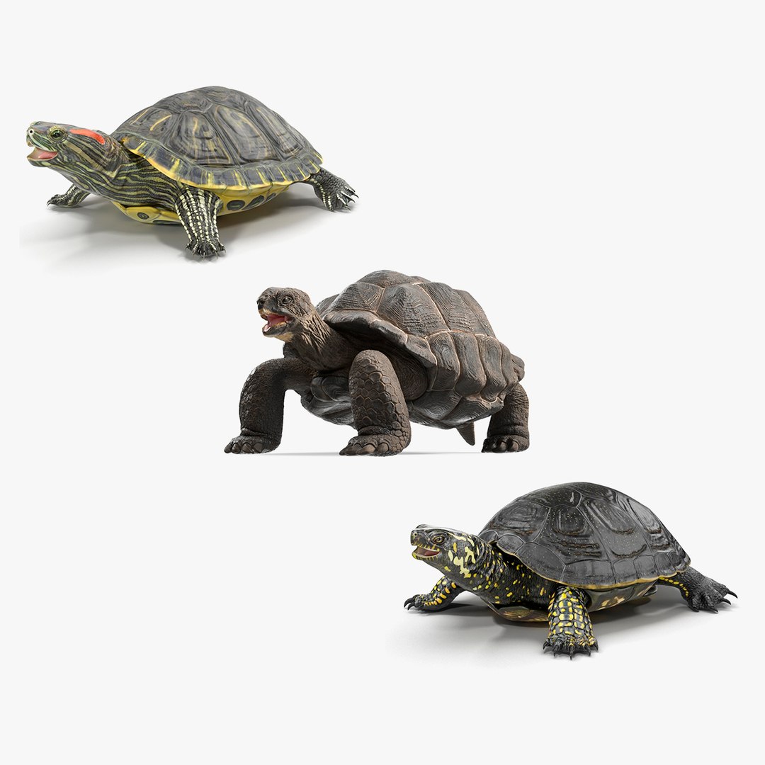 Rigged Turtles Collection 4 3D model - TurboSquid 2127096