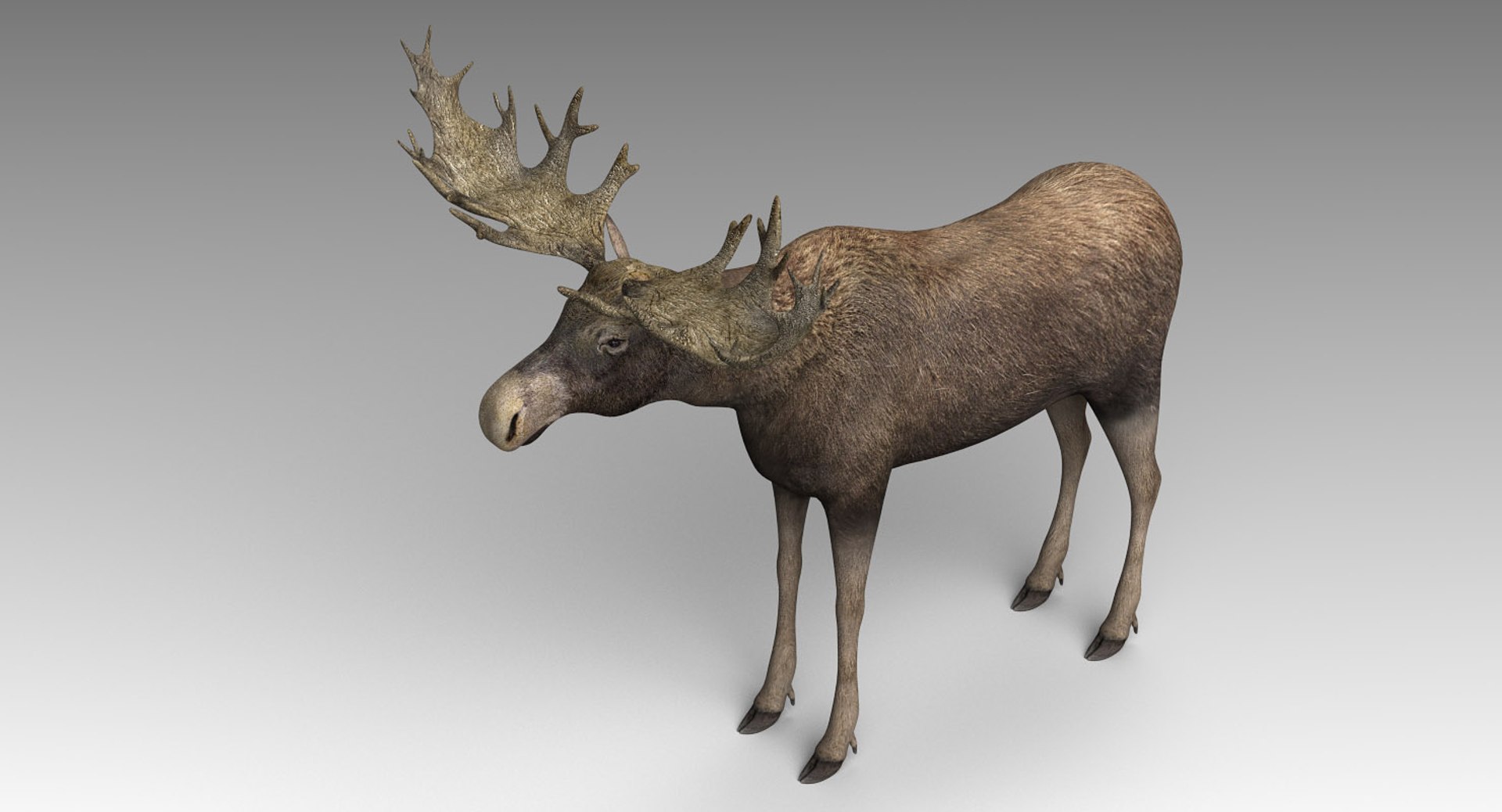 Wolverine Yak Moose 3D Model - TurboSquid 1475193