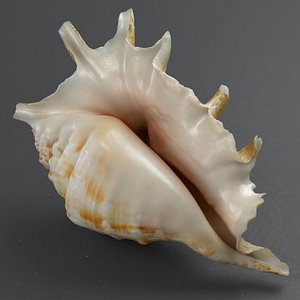 3D seashell lambis spider