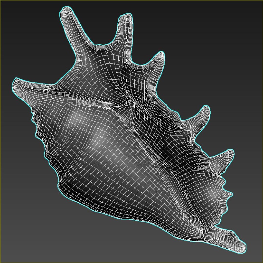 3D Seashell Lambis Spider - TurboSquid 1279449