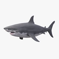 Great White Shark