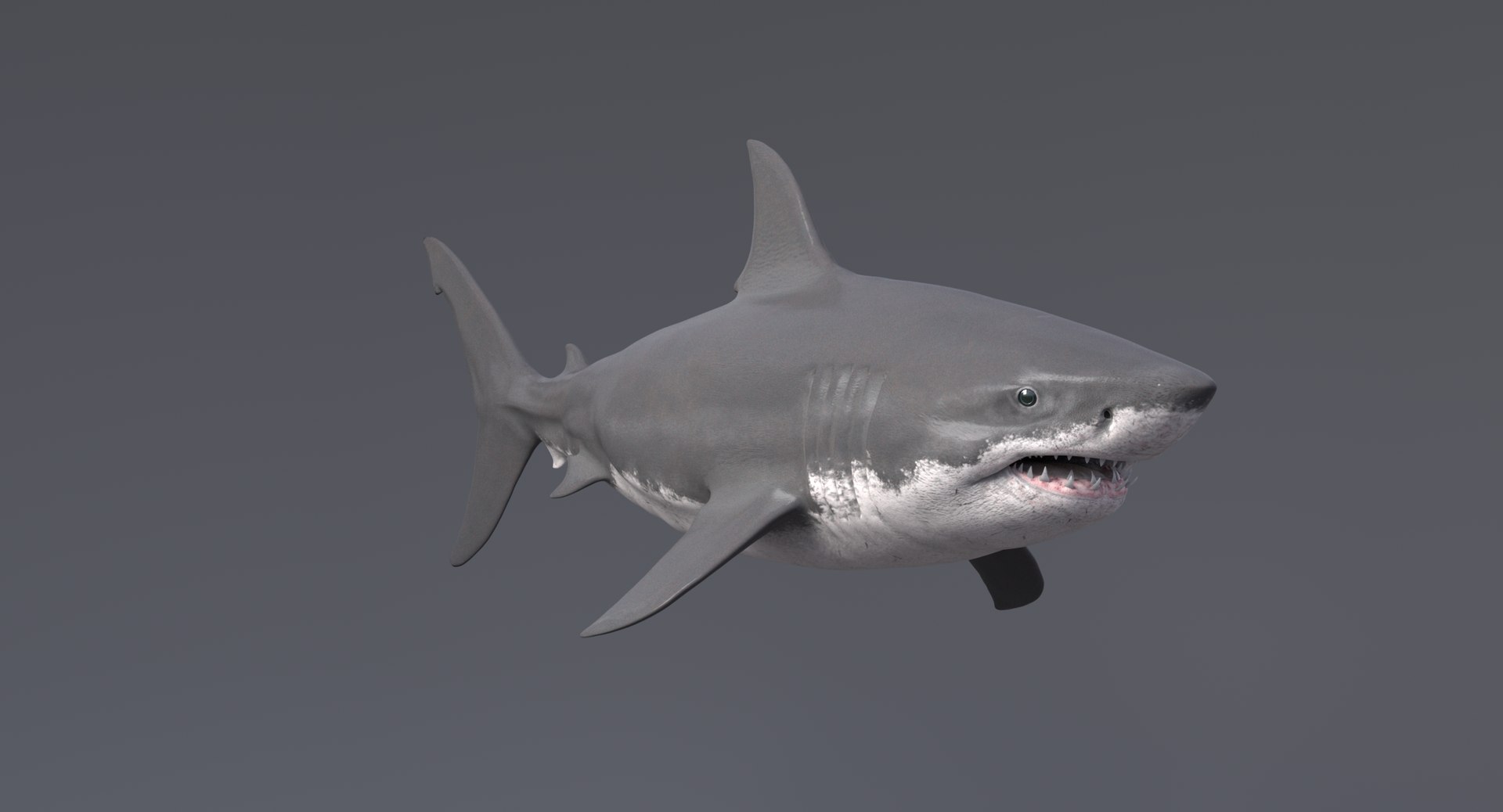 3D shark blender animation model - TurboSquid 1517695