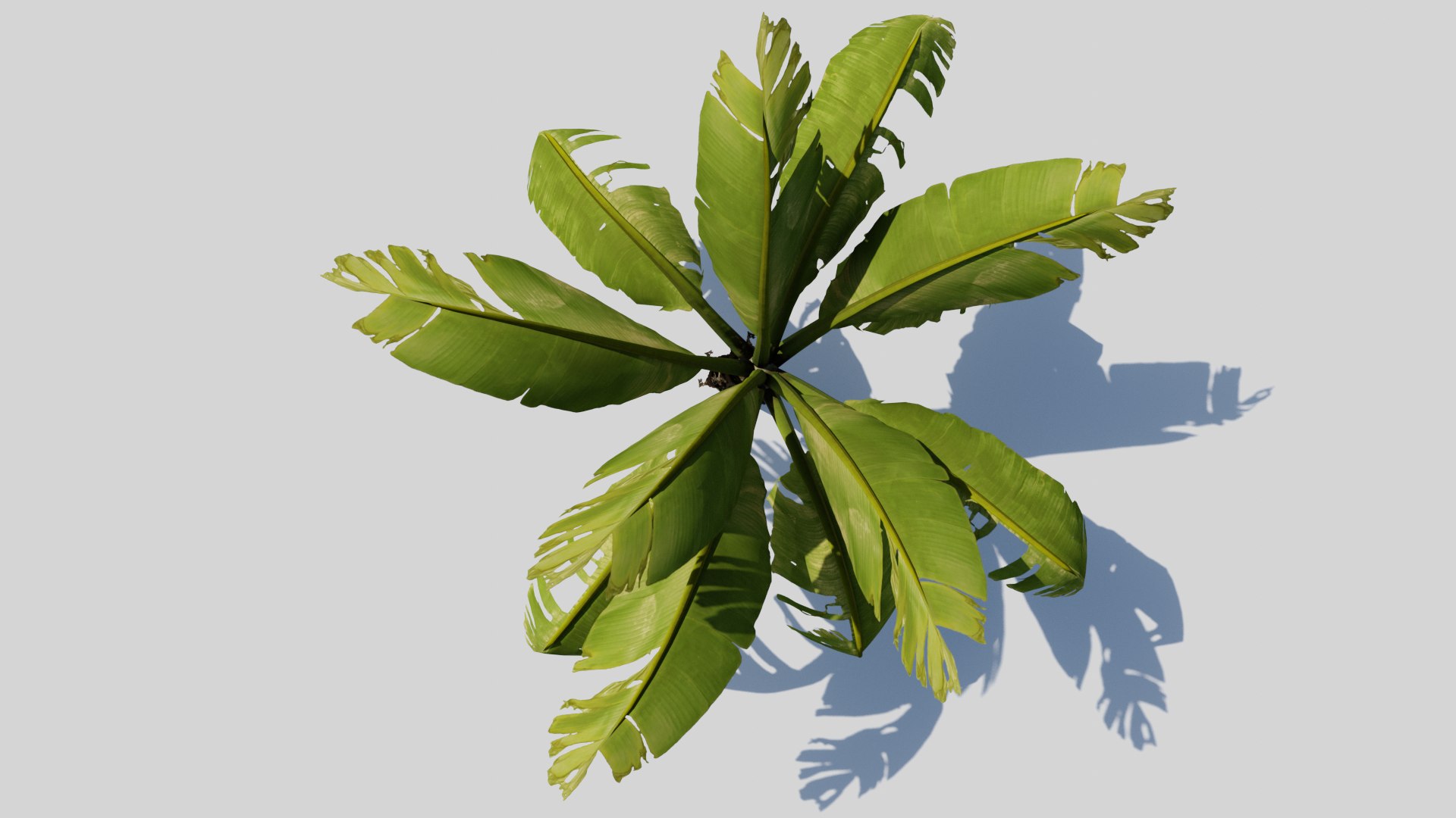 3D Banana Plant Tree Model - TurboSquid 2033185