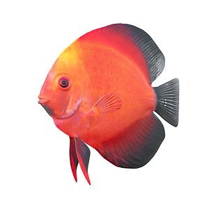 Red Discus Fish