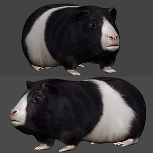 Guinea Pig 3D Models for Download | TurboSquid