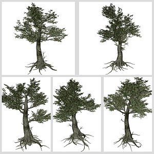 3D Kingsville Boxwood Tree - 03 - - TurboSquid 2372812
