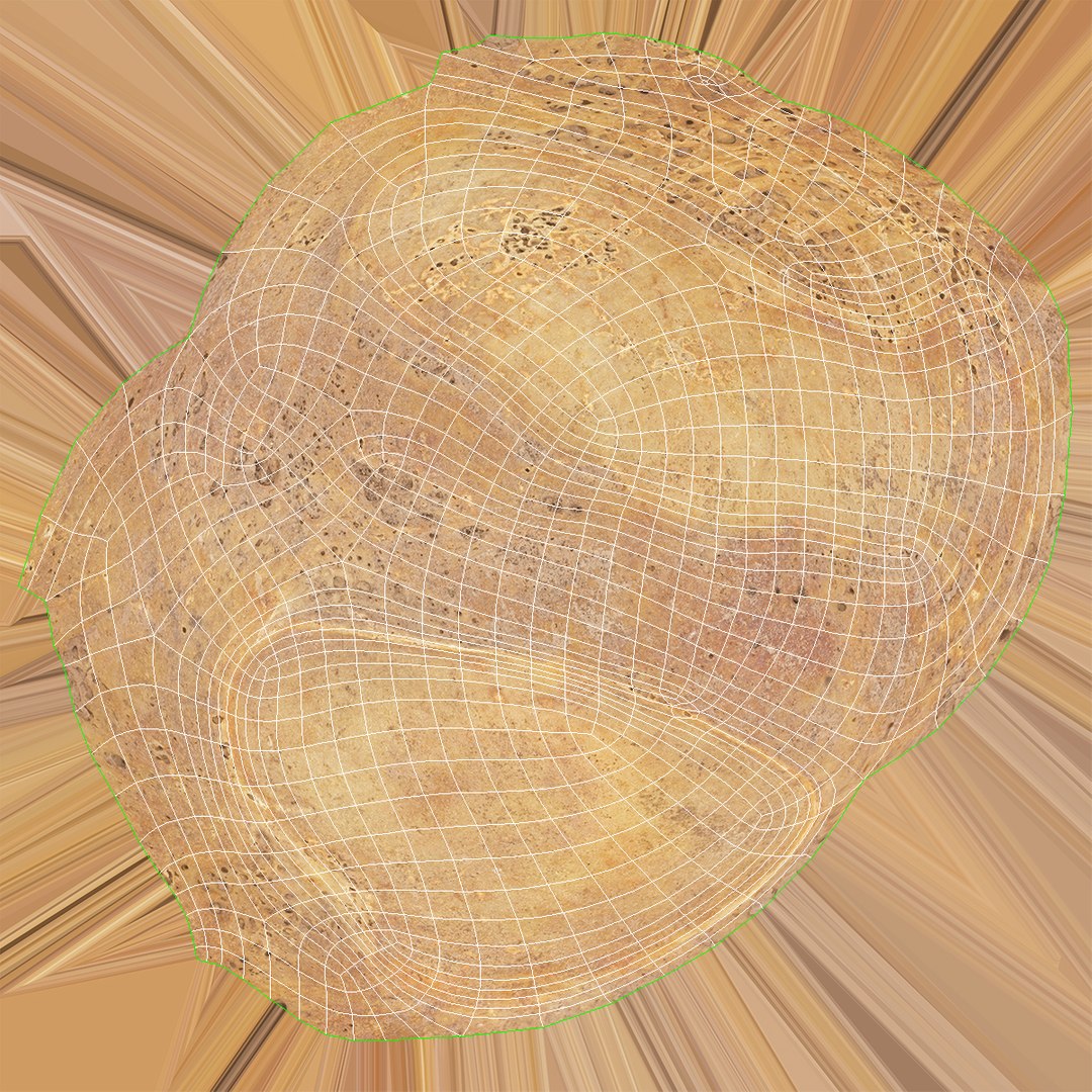 3D Navicular Bone - TurboSquid 1501748