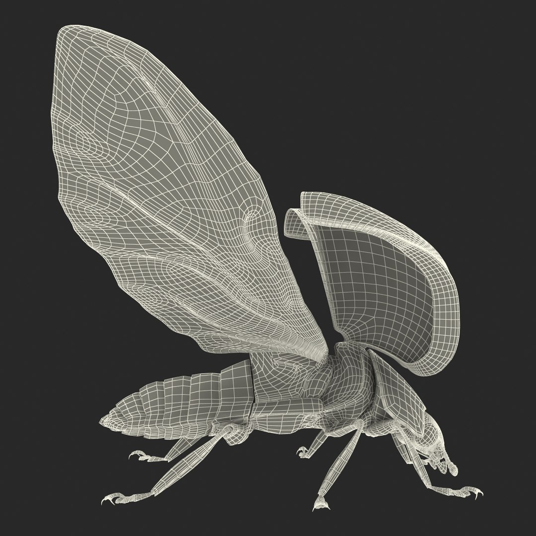 3D model flying ladybug rigged - TurboSquid 1494722
