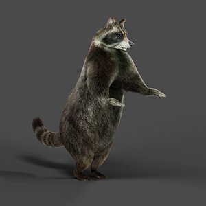 Fur Raccoon Rigged in Blender