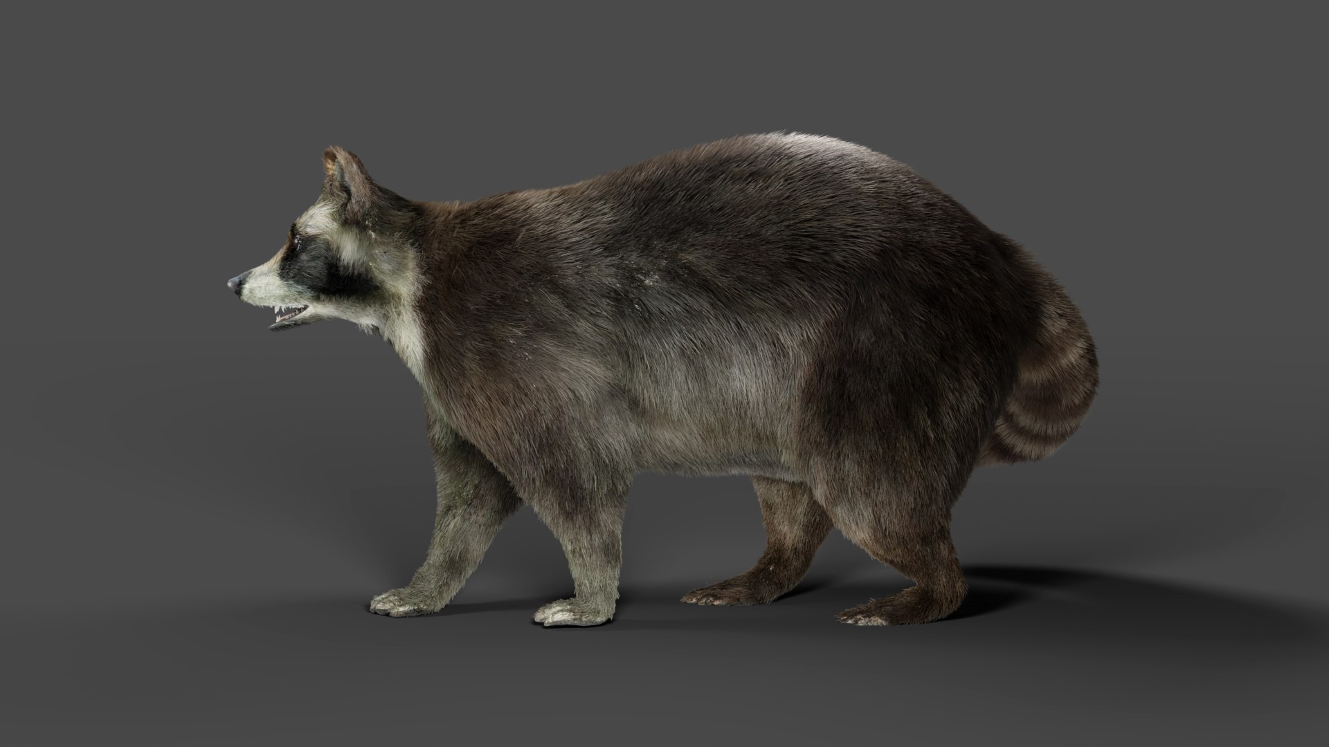 3D Fur Raccoon Rigged in Blender model https://p.turbosquid.com/ts-thumb/6d/PxeBJR/OG/06/jpg/1672759542/1920x1080/fit_q87/3b22c3d8d1dd6953063b4561b2c6440eebabce20/06.jpg