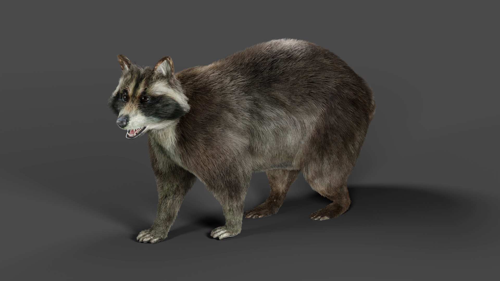 3D Fur Raccoon Rigged in Blender model https://p.turbosquid.com/ts-thumb/6d/PxeBJR/nx/08/jpg/1672759544/1920x1080/fit_q87/2bee96e0d2a7c36e6547be139768d9e0eb389189/08.jpg