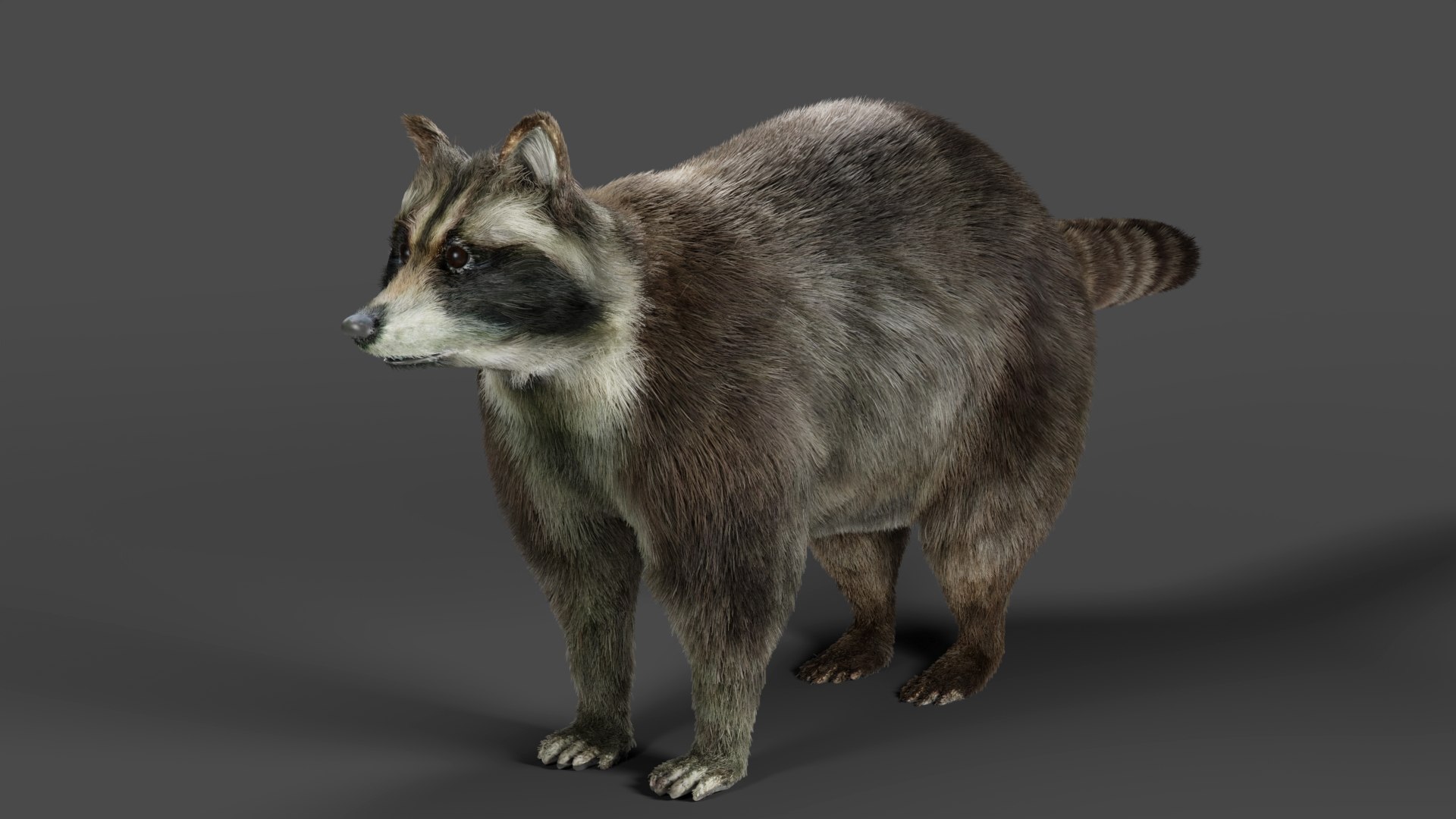 3D Fur Raccoon Rigged in Blender model https://p.turbosquid.com/ts-thumb/6d/PxeBJR/sG/05/jpg/1672759542/1920x1080/fit_q87/d35ef0e4584afeb6635cc1396278525e4017008f/05.jpg