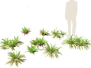 Polystichum munitum - Swordfern