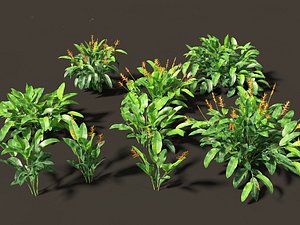 Heliconia metallica - Shining bird of paradise 3D model
