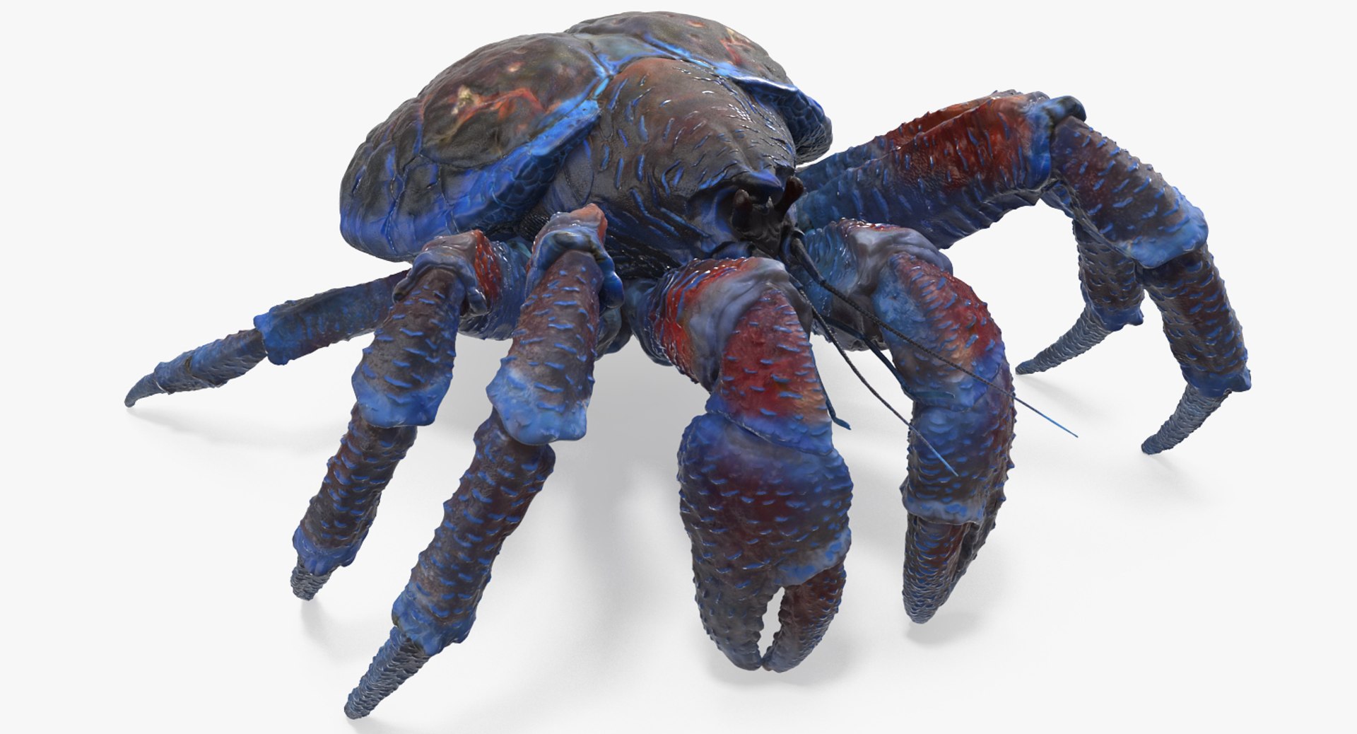 Coconut Crab 3D model preview