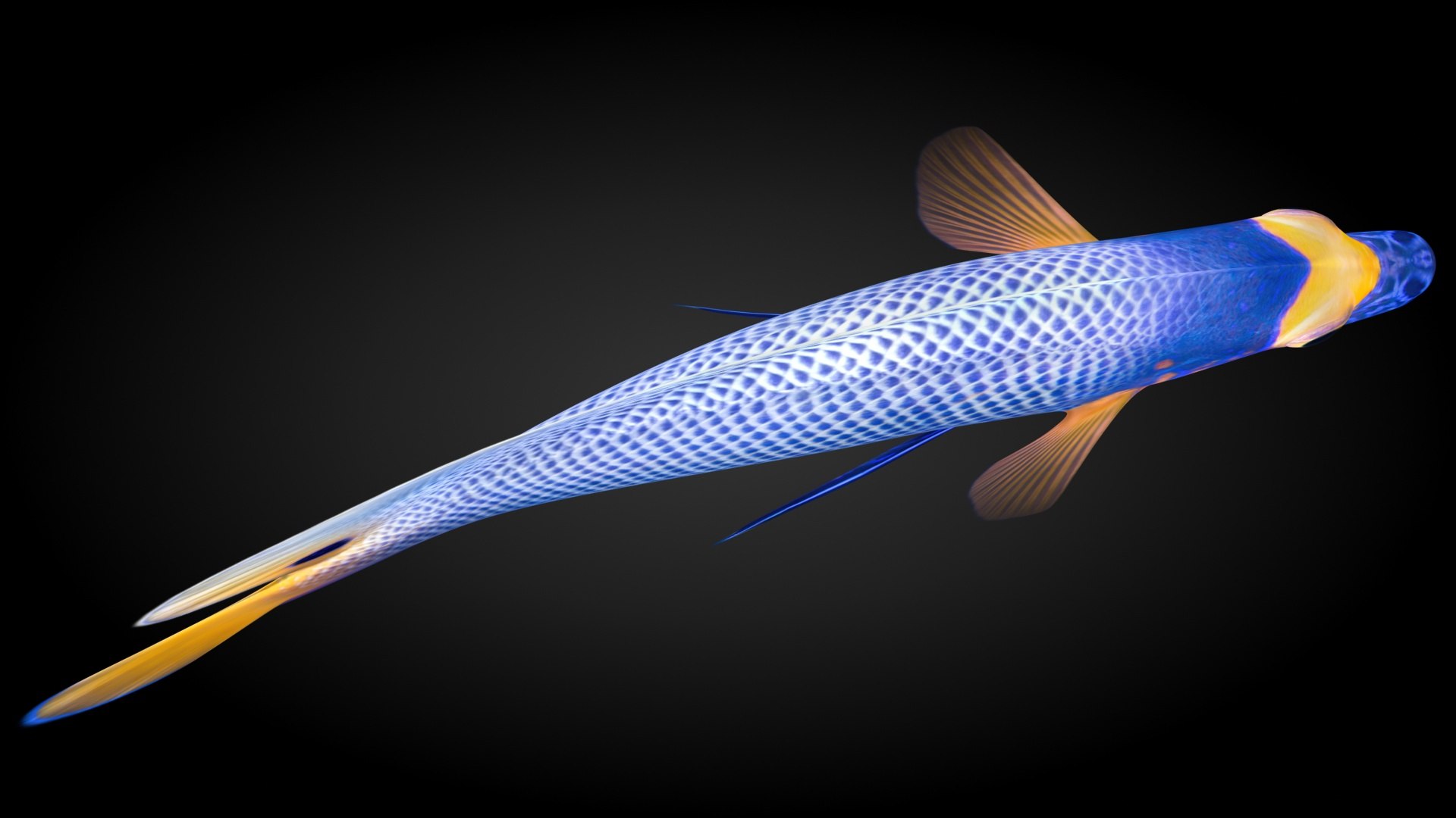 3D Model Blueface Angelfish Animation - TurboSquid 1514028