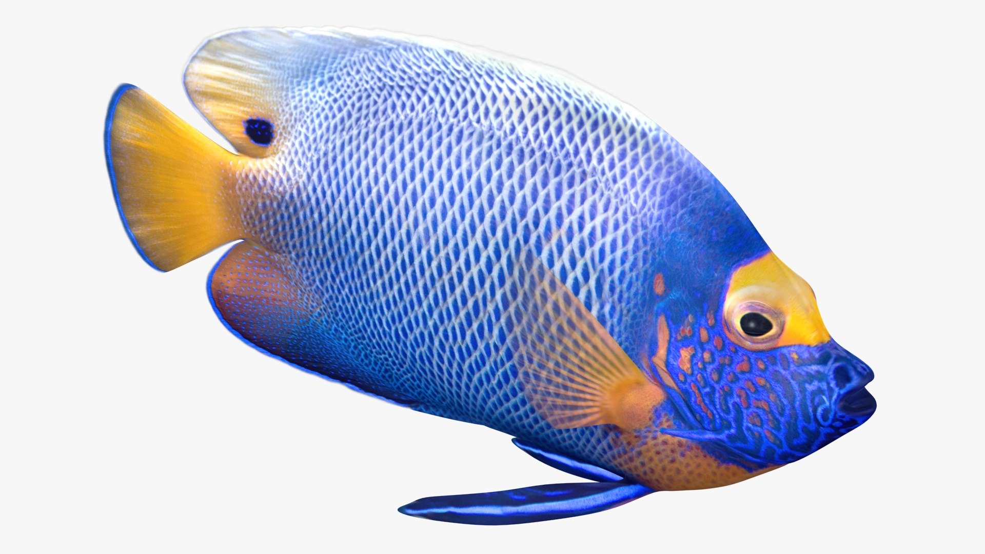 3D Model Blueface Angelfish Animation - TurboSquid 1514028