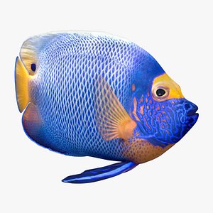 3D model blueface angelfish animation