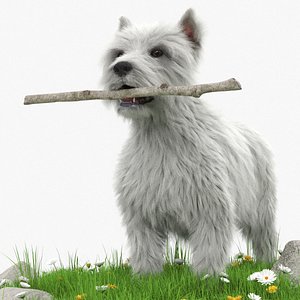 West Highland White Terrier with Blooming Flowers Fur for Cinema 4D